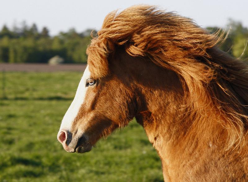 Heljar von Heidmoor d.jpg